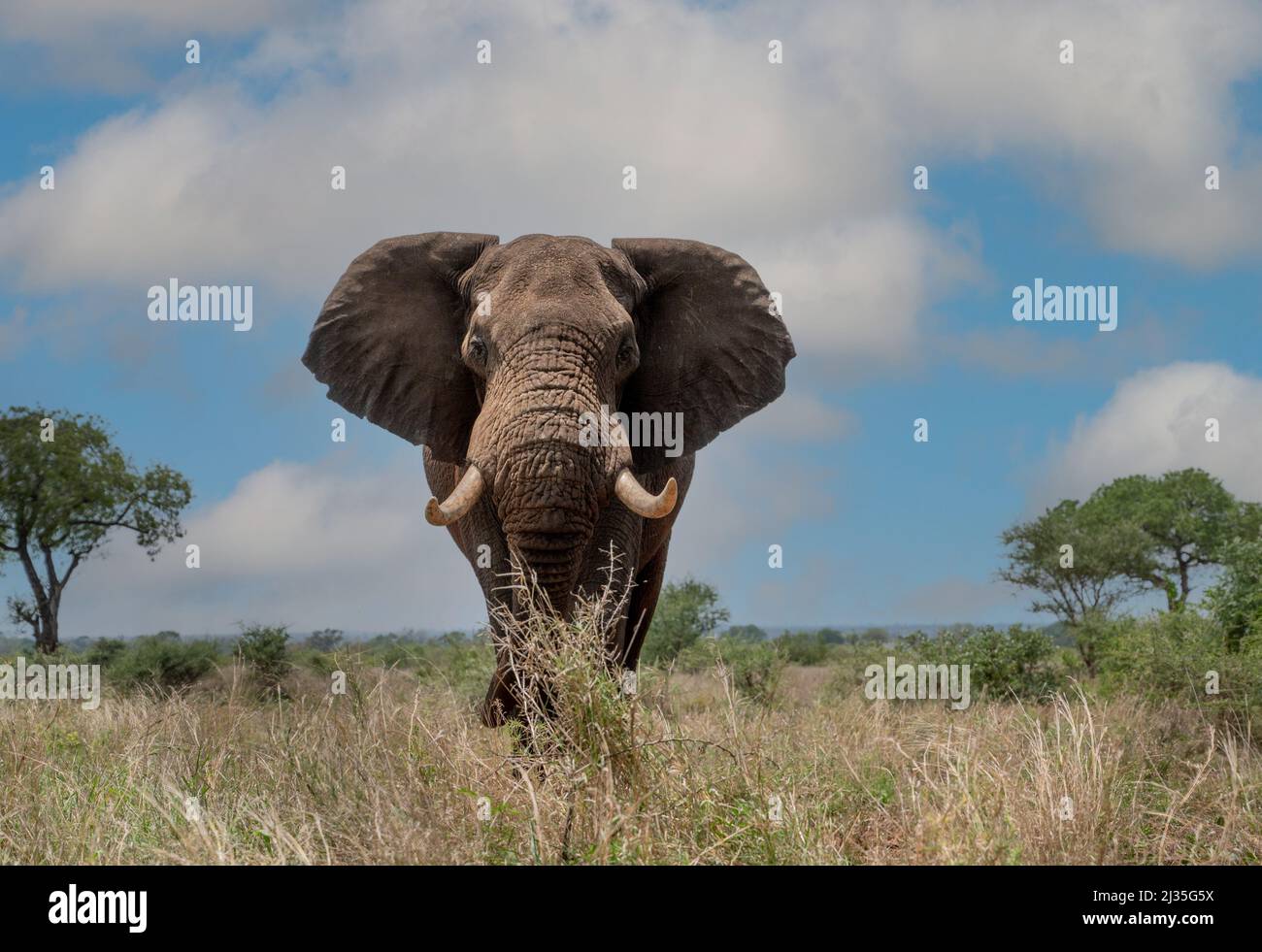 Ein Elefant, der sich durch den Busch in Südafrika bewegt Stockfoto