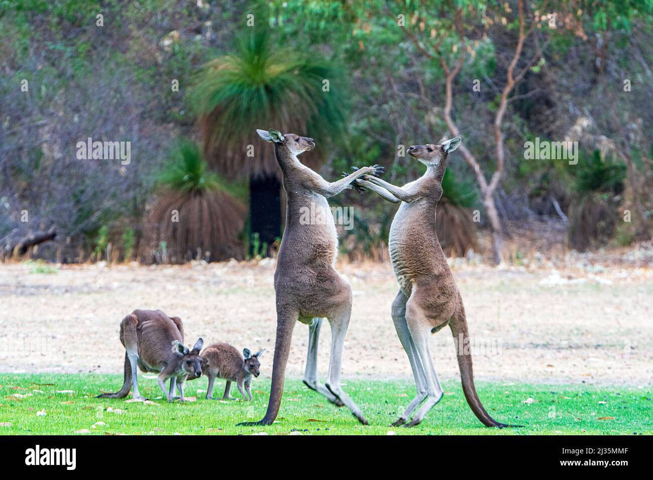 Zwei große Männchen Western Grey Kängurus (Macropus fuliginosus), die auf ihrem Schwanz kämpfen, Western Australia, WA, Australien Stockfoto