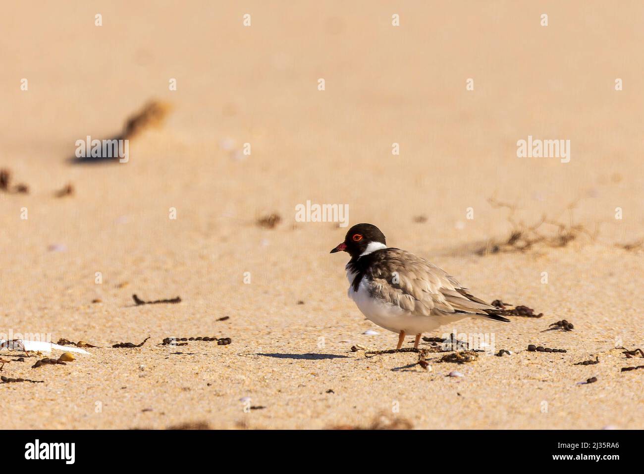 Ein Kapuzenpullover (Thinornis rubricollis) mit schwarzem Kopf und weißem Nacken und schwarzem Hinterhalskragen. Stockfoto