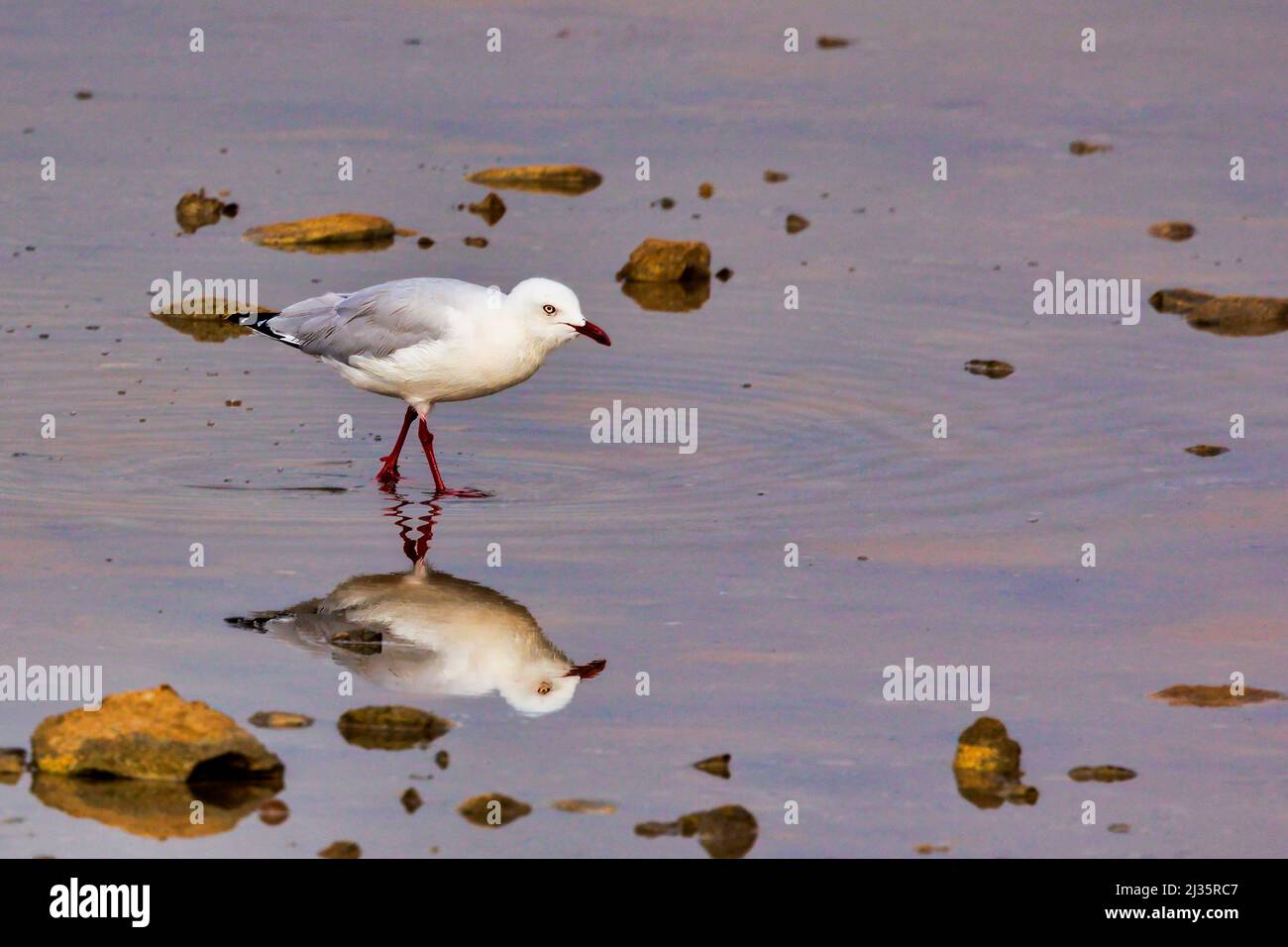 Silbermöwe (Chroicocephalus novaehollandiae) mit Reflexion im Wasser Stockfoto