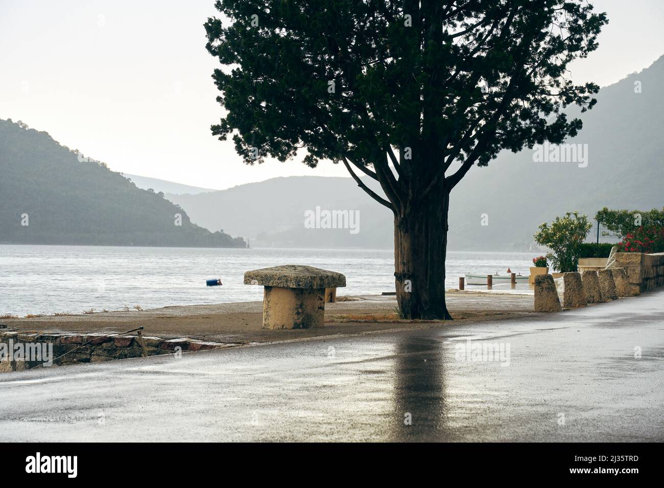 Einsamer Baum im Regen am Ufer der Meeresbucht in der Nähe der Straße. Landschaften und Reiseziele Stockfoto