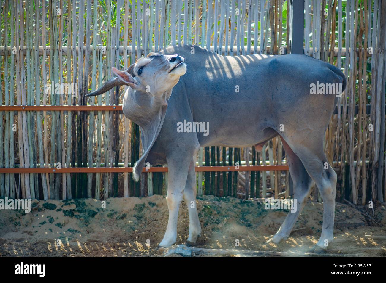 Das Land lebt im Dubai Zoo Stockfoto