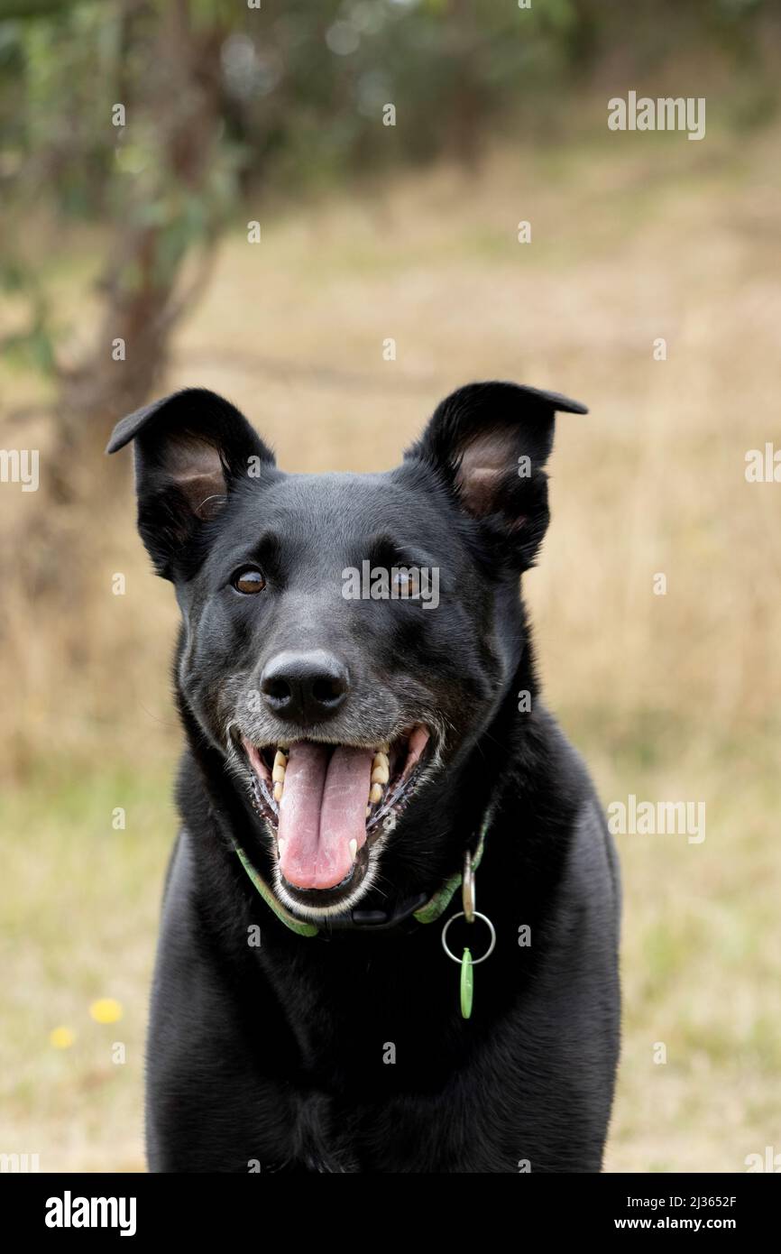 Schwarzer Hund mit offenem Mund auf einem Hügel. Stockfoto