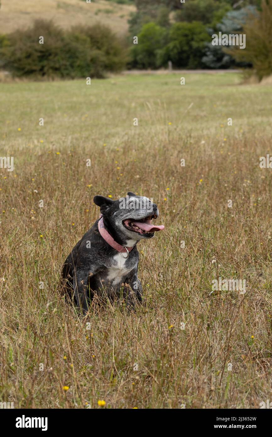 Kleiner Hund auf einem grasbewachsenen Feld. Stockfoto