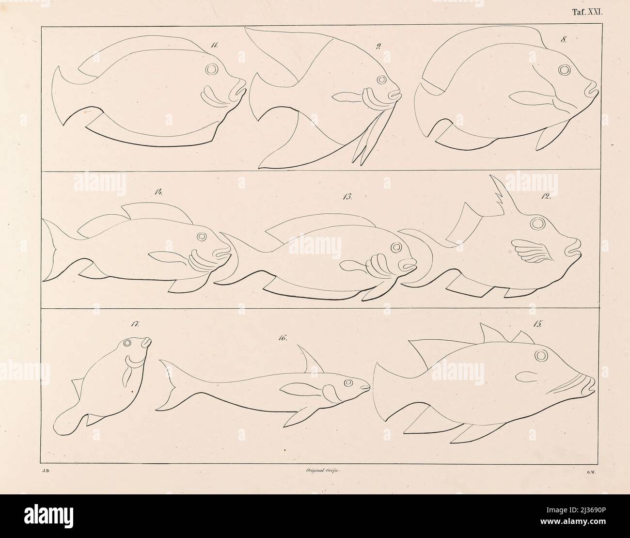 Fische des Roten Meeres unter den Schiffen aus dem Buch dargestellt ' die Flotte einer ägyptischen Königin ' aus dem XVII. Jahrhundert vor unserer Ära und alten ägyptischen Militär auf Parade : Dargestellt auf einem Denkmal des gleichen Alters, beide in einigen Teilen restauriert und zum ersten Mal vom Autor nach einer Kopie aus der Terrasse-Tempel von Dêr-el-Baheri veröffentlicht : Mit einem Anhang, der die Fische des Roten Meeres in der ursprünglichen Größe des Denkmals als Ornamente unter der Flotte enthält, einer chronologisch angeordneten Anzahl von Darstellungen altägyptischer Schiffe und einigen Darstellungen und Inscr Stockfoto