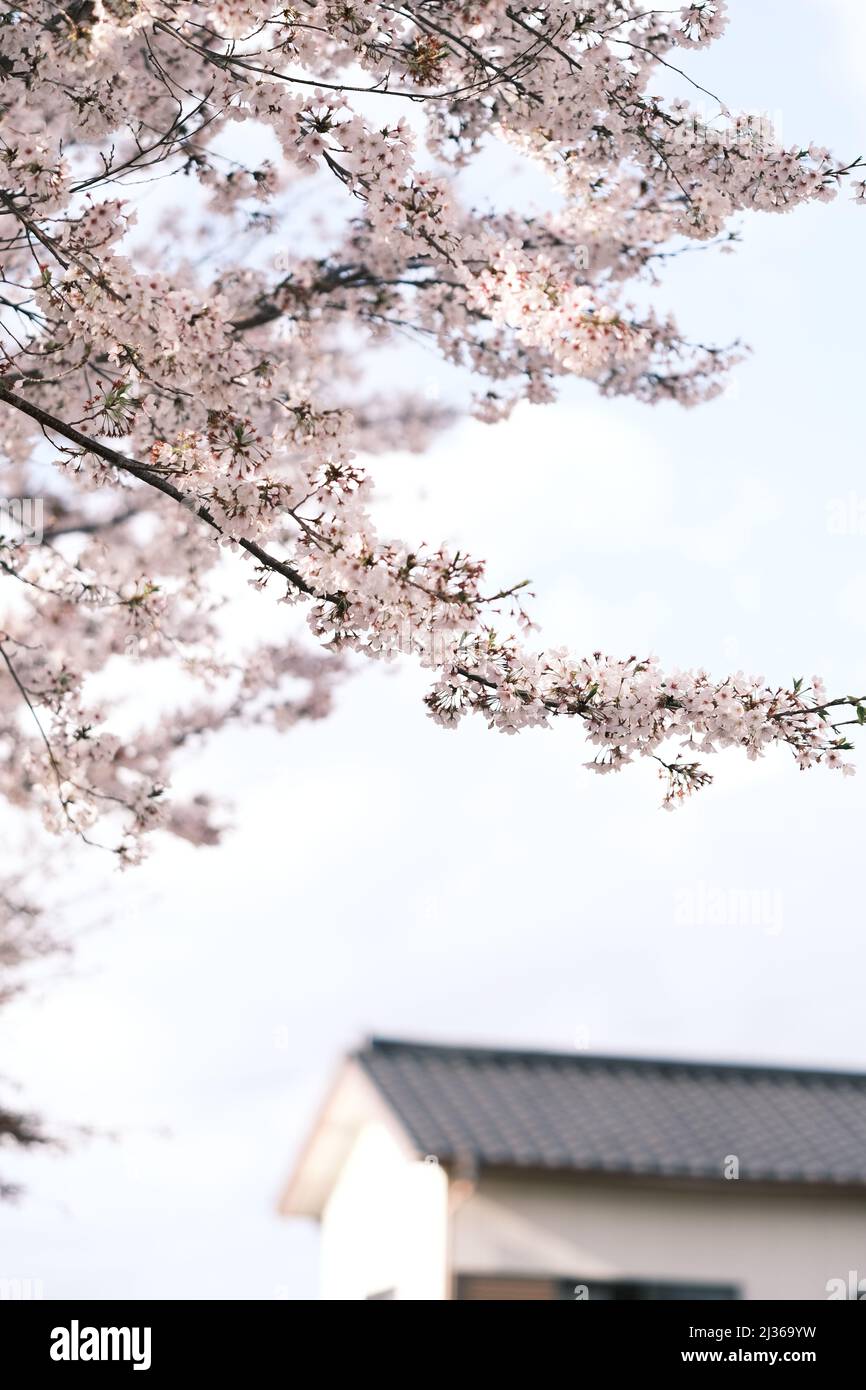 Japanische Sakura-Kirschblüten-Baumzweig. Stockfoto