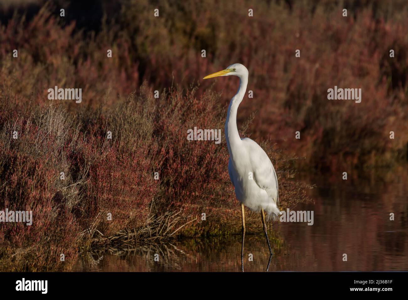 Eine Nahaufnahme des Vogels Ardea alba modea im See Stockfoto