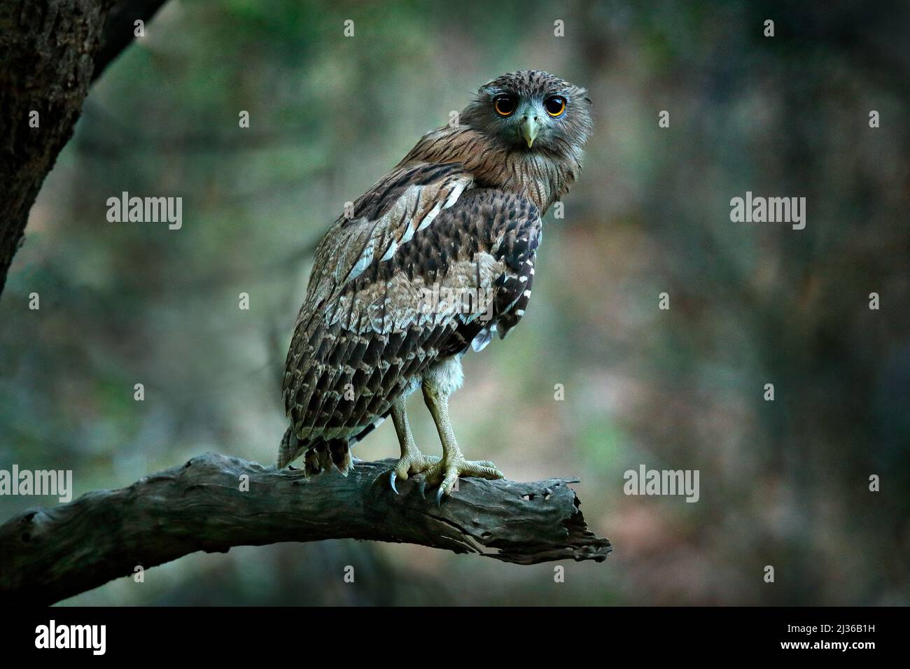 Braune Fischeule, Ketupa zeylonensis, seltener Vogel aus Asien. Indien schöne Eule in der Natur Wald Lebensraum. Vogel aus Ranthambore, Indien. Fischeule sitt Stockfoto