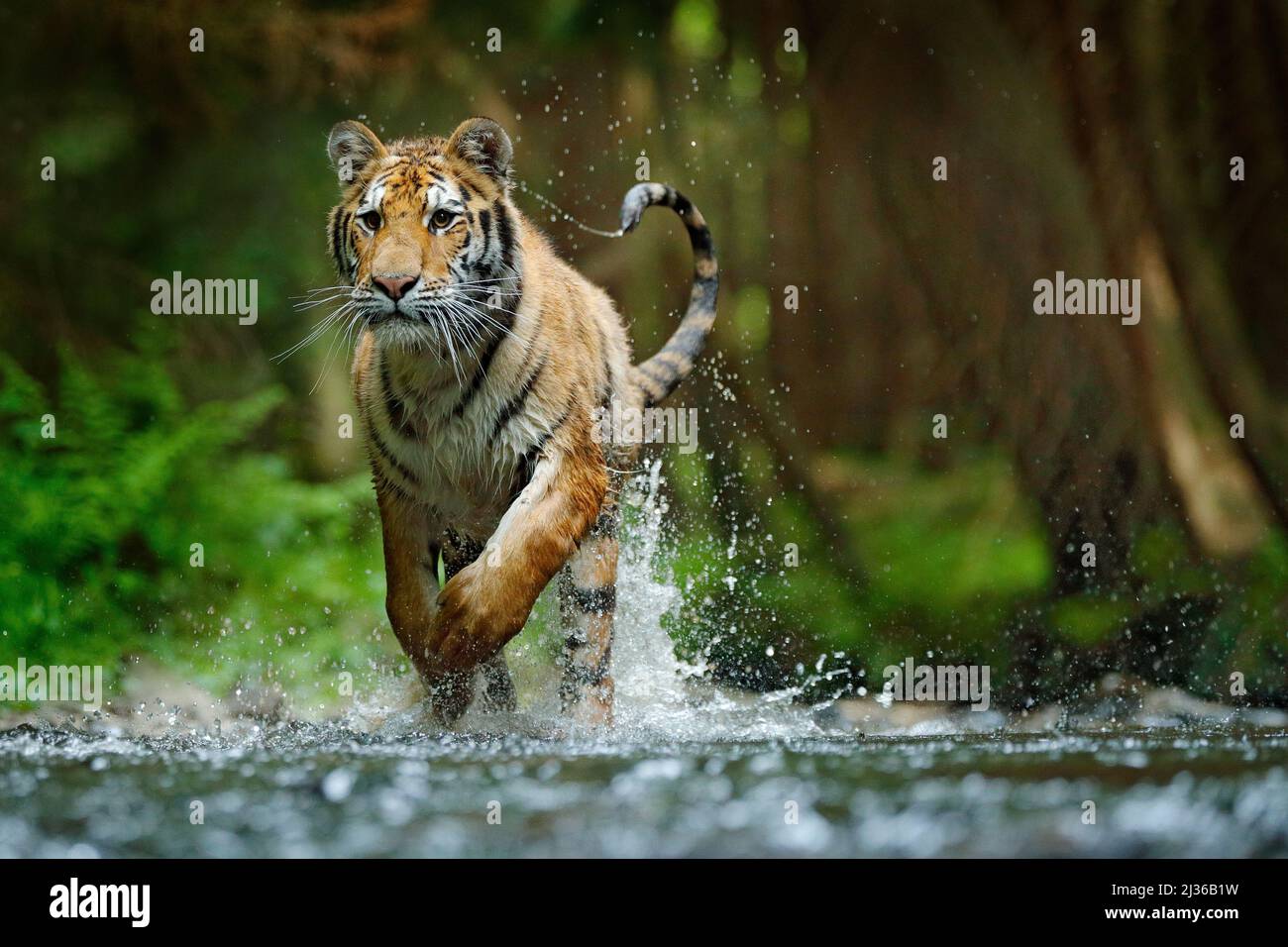 Amurtiger läuft im Wasser. Gefahr Tier, tajga, Russland. Tier in Waldbach. Grauer Stein, Flußtropfen. Sibirischer Tiger spritzt Flusswasser. Tige Stockfoto