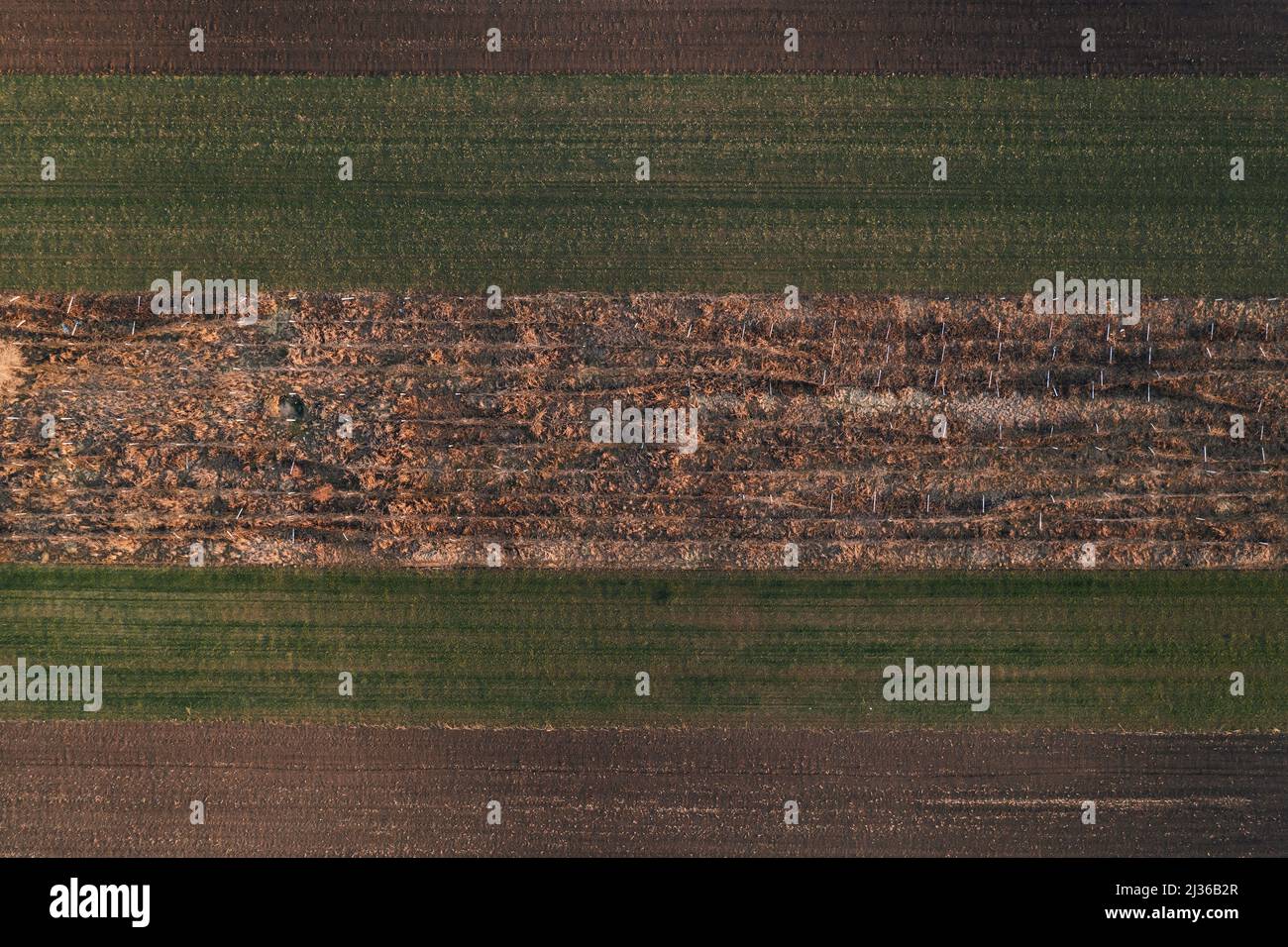 Verlassene Weinberg von Drohne pov, Luftaufnahme Stockfoto