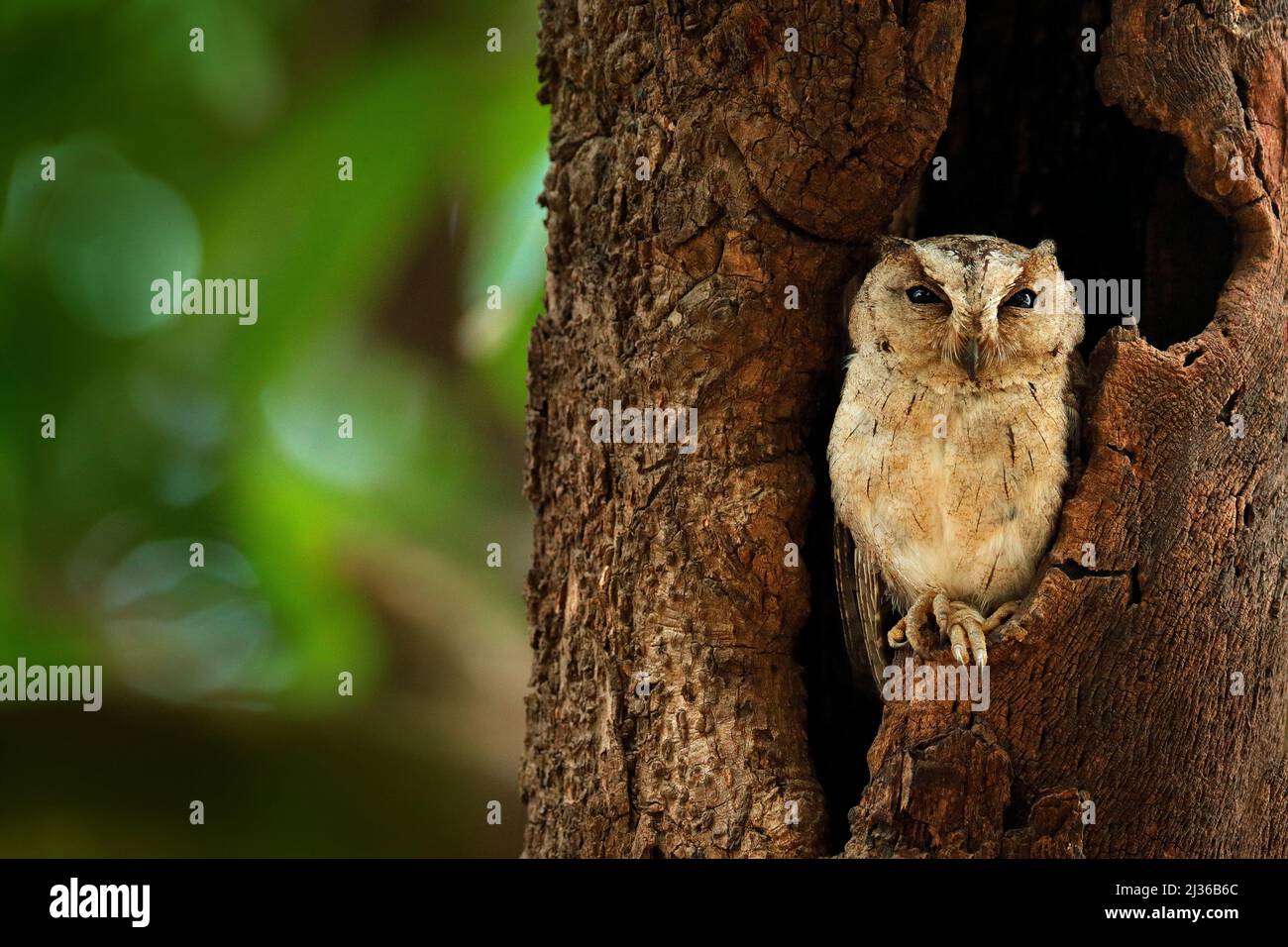Indische Scheule, Otus bakkamoena, seltener Vogel aus Asien. Malaysia schöne Eule in der Natur Wald Lebensraum. Vogel aus Indien. Fischeule sitzt auf dem Stockfoto