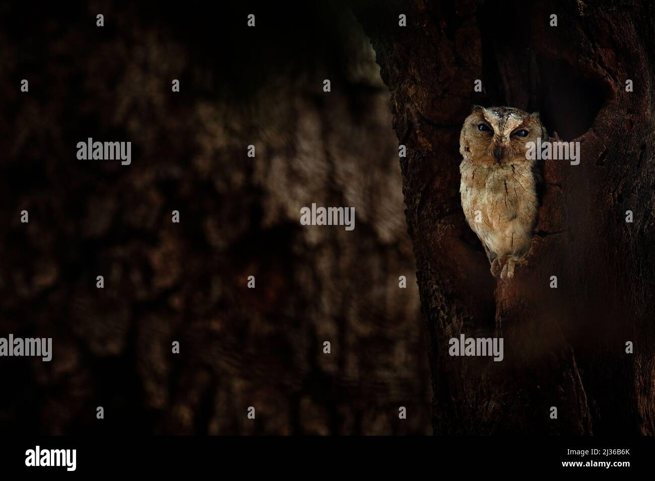 Indische Scheule, Otus bakkamoena, seltener Vogel aus Asien. Malaysia schöne Eule in der Natur Wald Lebensraum. Vogel aus Indien. Fischeule sitzt auf dem Baum Stockfoto