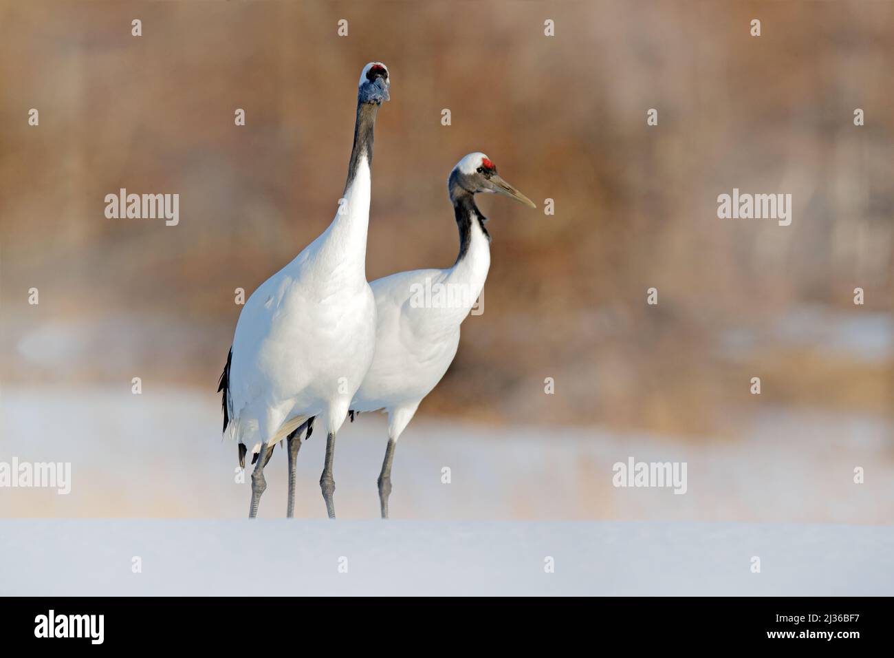 Schneebedeckter Winter. Tanzendes Paar Rotkronenkran mit offenem Flügel im Flug, mit Schneesturm, Hokkaido, Japan. Vogel im Flug, Winterszene mit Schnee. Schnee Stockfoto