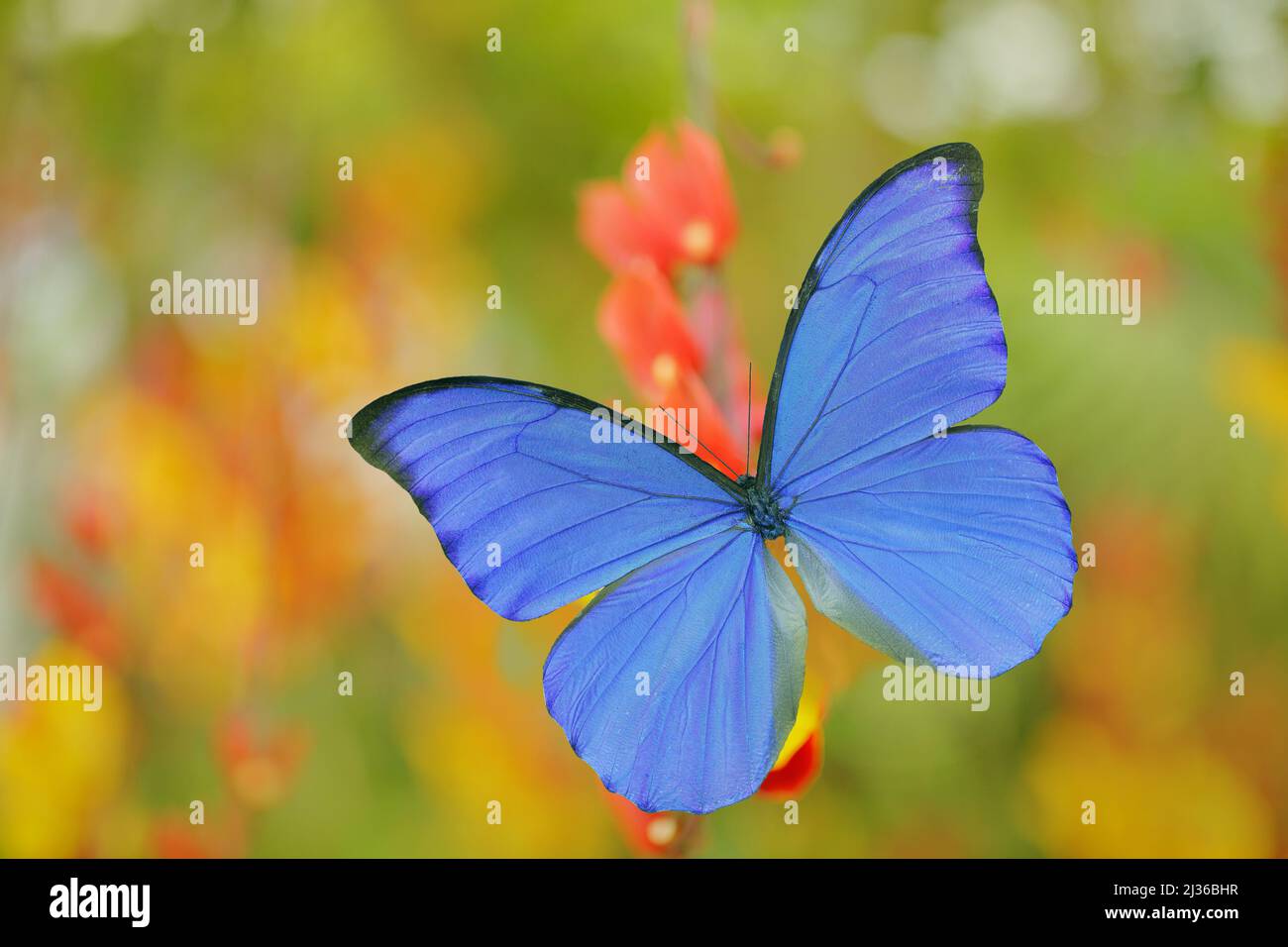 Blauer Schmetterling Morpho didius, der riesige blaue Morpho, sitzt auf orange roten Blüten, Peru. Schöner Schmetterling im Tropenwald. Insekt in der Natur Stockfoto