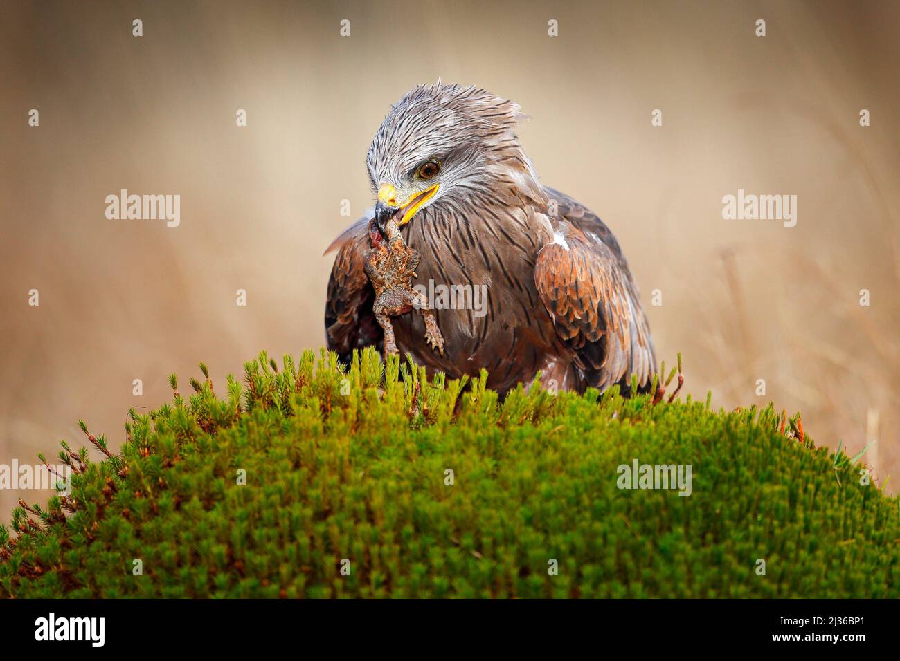 Verhalten der Vogelernährung. Red Kite, Milvus milvus, Fressfrosch. Brauner Greifvogel, der im märz auf einem Mooshügel sitzt, Gras im Hintergrund. Drachenfrosch Stockfoto