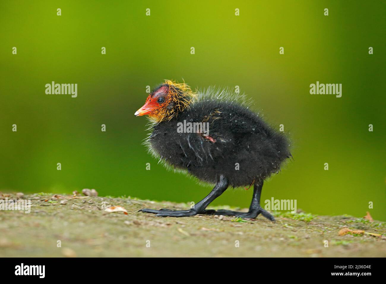 Kleiner Vogel. Entenjunge. Brauner Wasservogel mit gelbem und rotem Schnabel gemeiner Moorenne, Porphyrio martinicus, im Gras spazierend. Grünes Wasser in der BA Stockfoto Kleiner Vogel. Entenjunge. Brauner Wasservogel mit gelbem und rotem Schnabel gemeiner Moorenne, Porphyrio martinicus, im Gras spazierend. Grünes Wasser in der BA Stockfoto