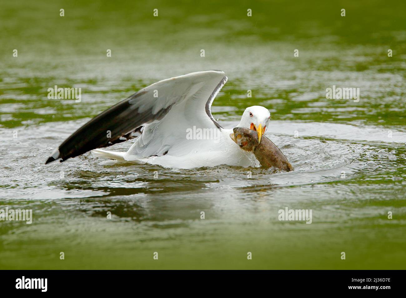 Möwen fangen Fische. Kelp Gull, Larus dominicanus, Wasservögel mit offenem Schnabel, Finnland. Widlife-Szene aus der Natur. Vogel aus Europa.Möwe füttert Forelle in t Stockfoto