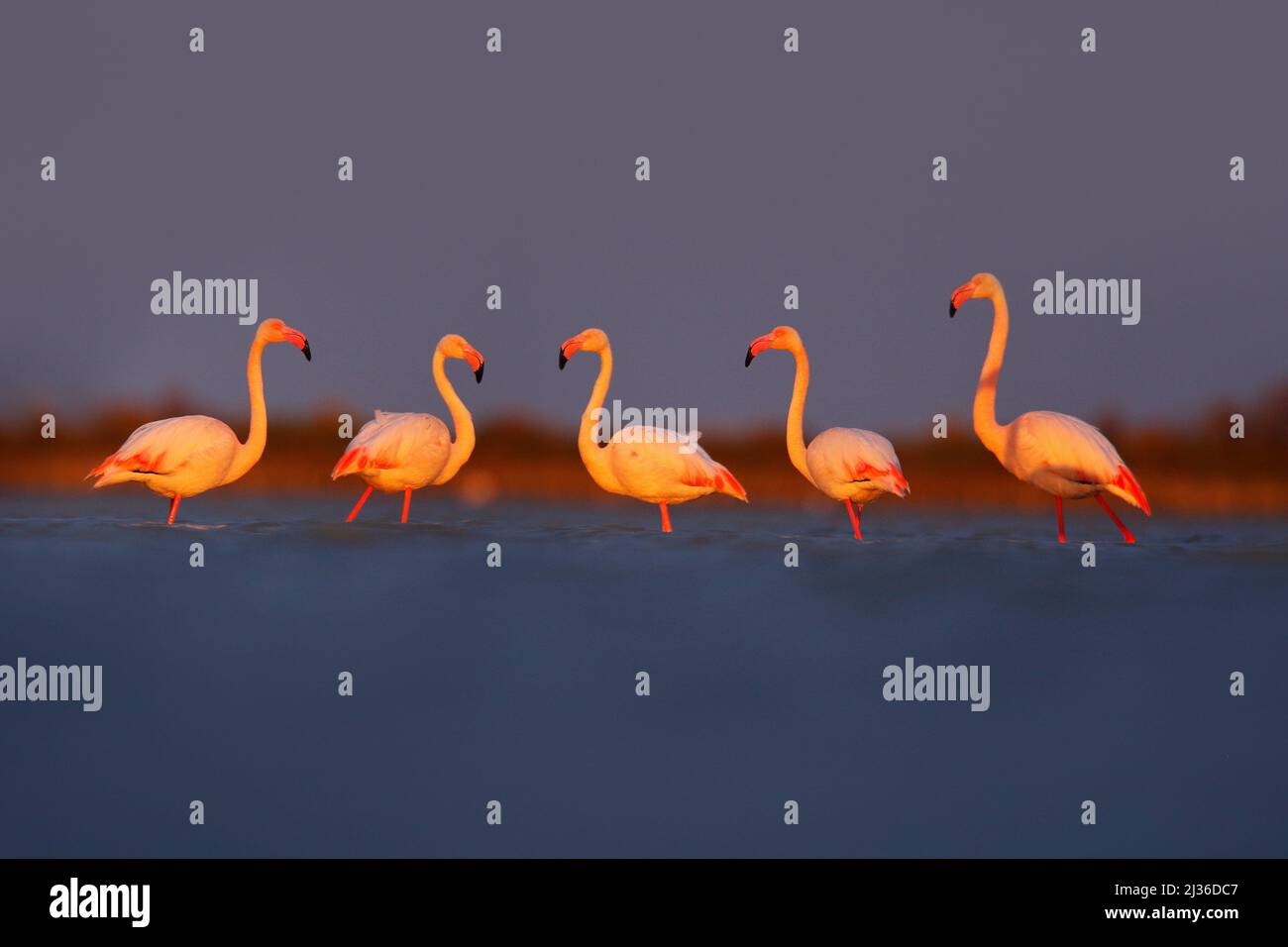 Morgenlicht, Meerwasser. Großer Flamingo, Phoenicopterus ruber, schöner rosafarbener großer Vogel, Tier im Naturlebensraum, Camargue, Frankreich. Wildtierszene f Stockfoto