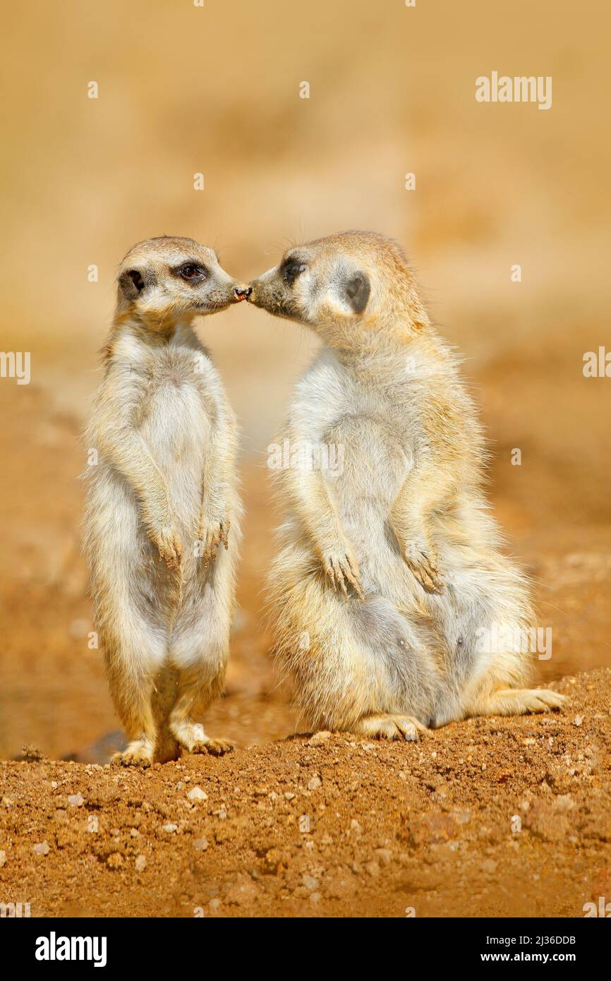 Tierische Liebe, Kuss in der Natur. Tierfamilie. Lustiges Bild aus der afrikanischen Natur. Süßes Erdmännchen, Suricata suricatta, sitzend auf dem Stein. Sandwüste mit s Stockfoto