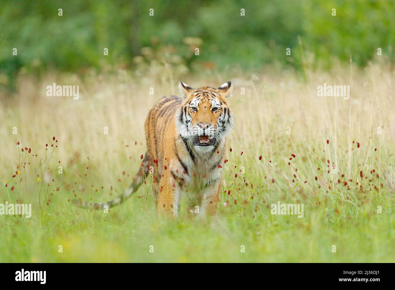 Tiger mit gelben Blüten. Sibirischer Tiger in einem wunderschönen Lebensraum. Amurtiger sitzt im Gras. Blühte Wiese mit Gefahr Tier. Wildtiere Russland. Stockfoto