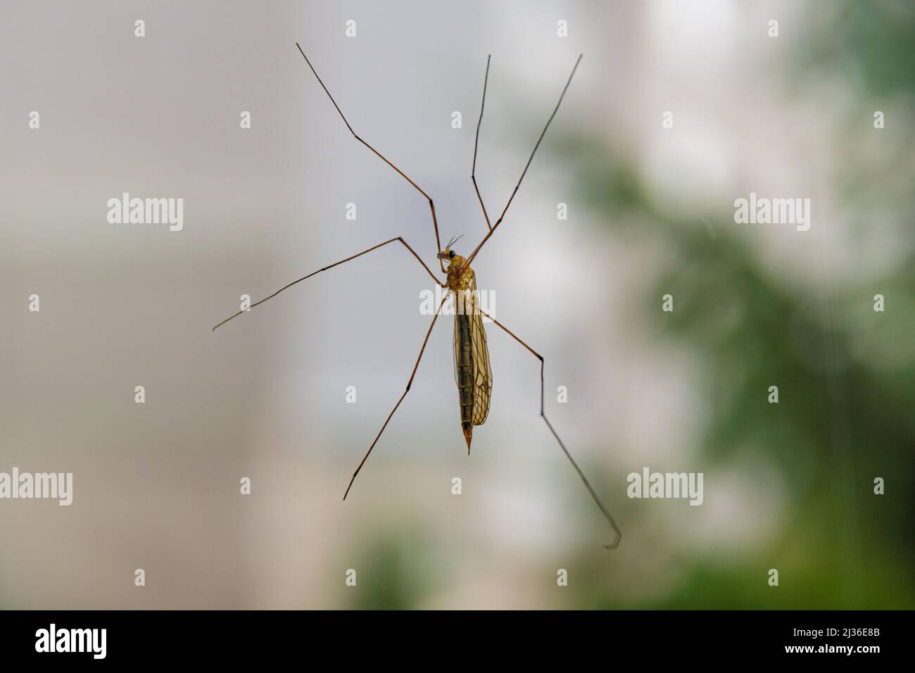 Große Mücke mit langen Beinen Kranichfliege oder Mückenfalken auf Glas, selektiver Fokus Stockfoto