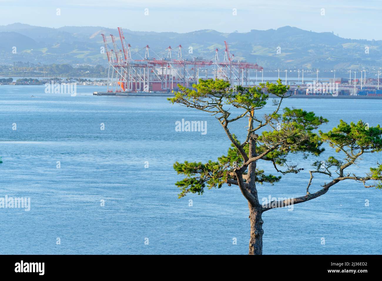 Interessante Form von Kiefer am unteren Hang des Mount Maunganui mit Blick auf Port of Tauranga Container Terminal im Hintergrund Stockfoto