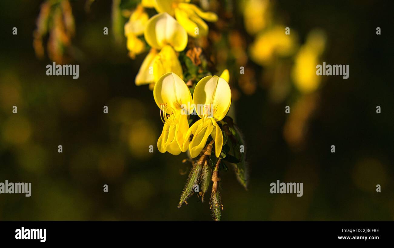 Gelbe Besen Blume auf Besen Busch. Nahaufnahme einer Pflanze. Blume aus dem Garten. Naturaufnahmen Stockfoto