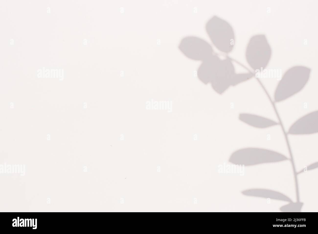 Schatten einer Pflanze auf grauem Hintergrund mit Kopierraum Stockfoto