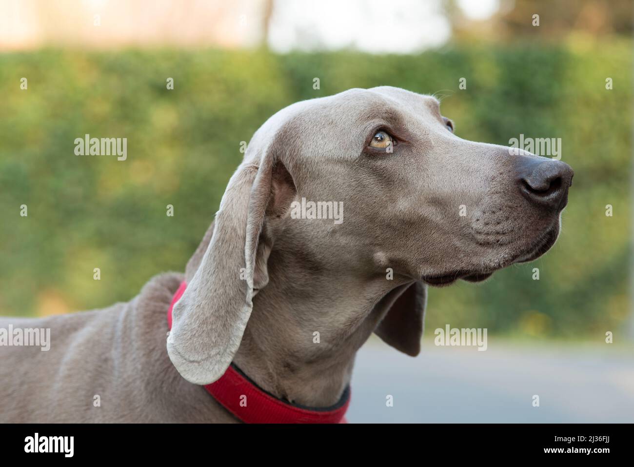 Nahaufnahme der Weimaraner wegschauen Stockfoto