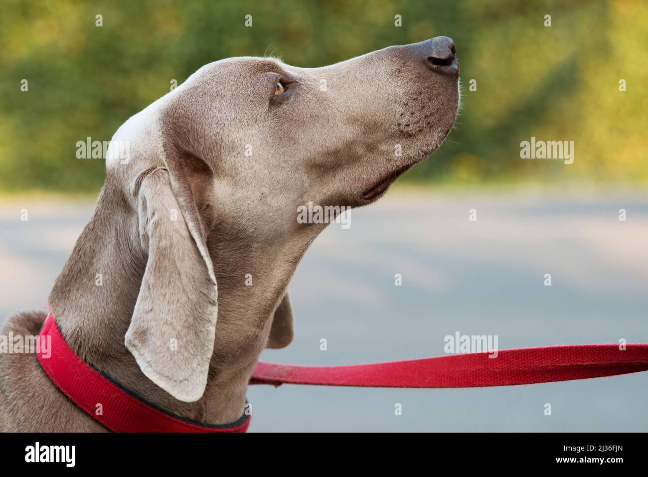 Weimaraner Hund wird von Leash gehalten Stockfoto