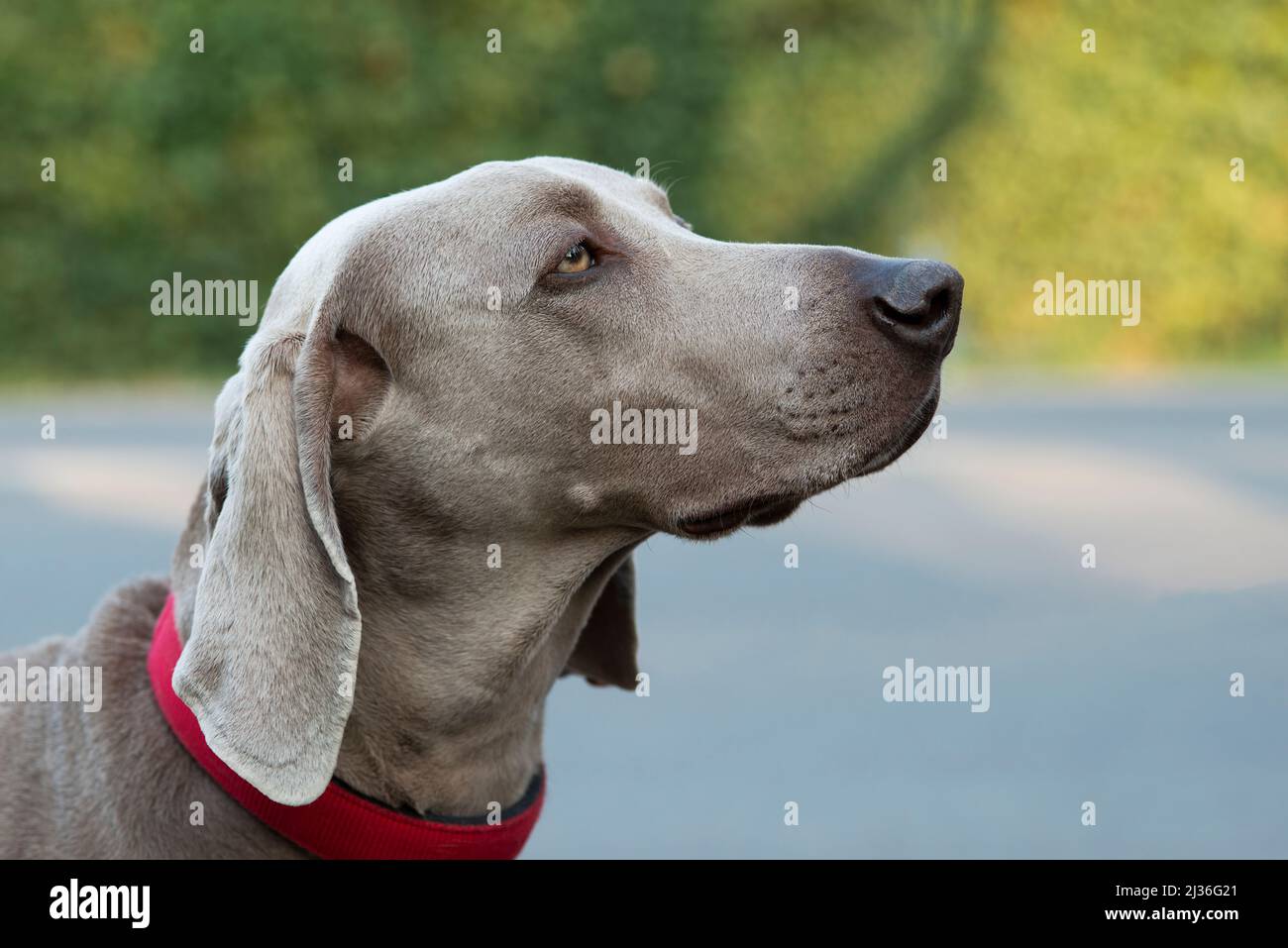 Nahaufnahme der Weimaraner wegschauen Stockfoto