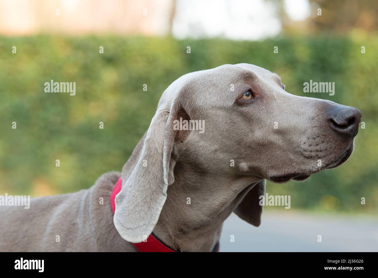 Nahaufnahme der Weimaraner wegschauen Stockfoto