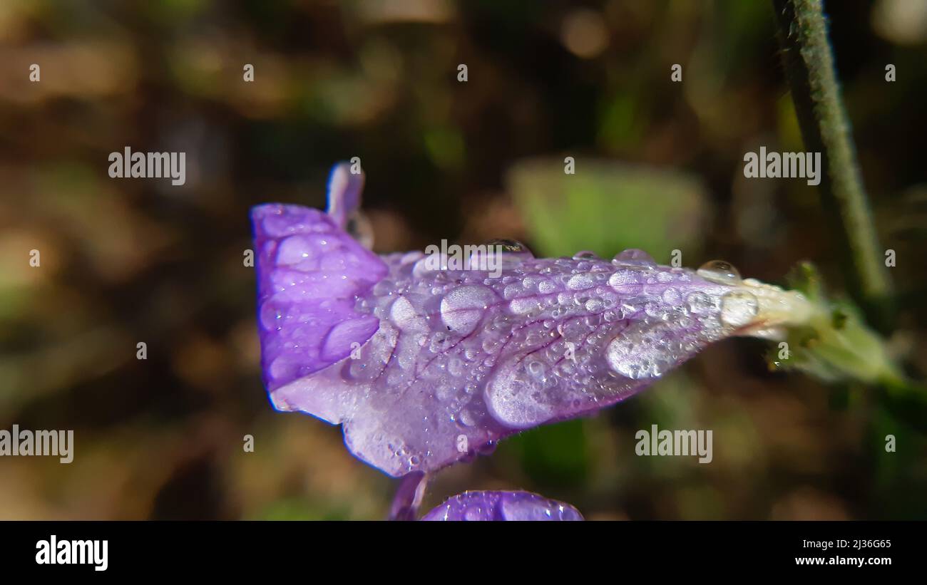 Wassertröpfchen auf wunderschönen lila Blume seine eine einheimische Blume des himalaya indien und sein gemeinsamer Name ist zwei Kegelblütenstrobilanthes capitat Stockfoto