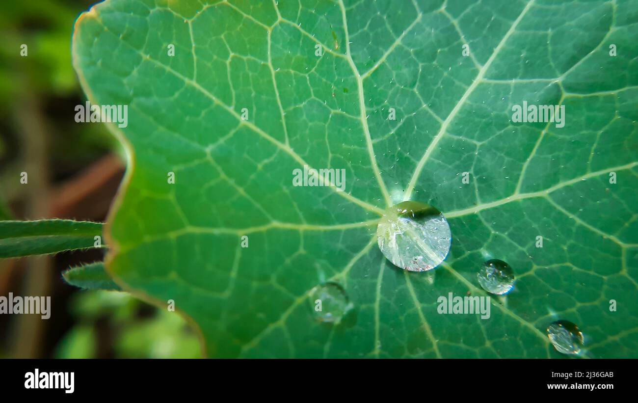 Transparenter Wassertropfen auf großes grünes Blatt Stockfoto