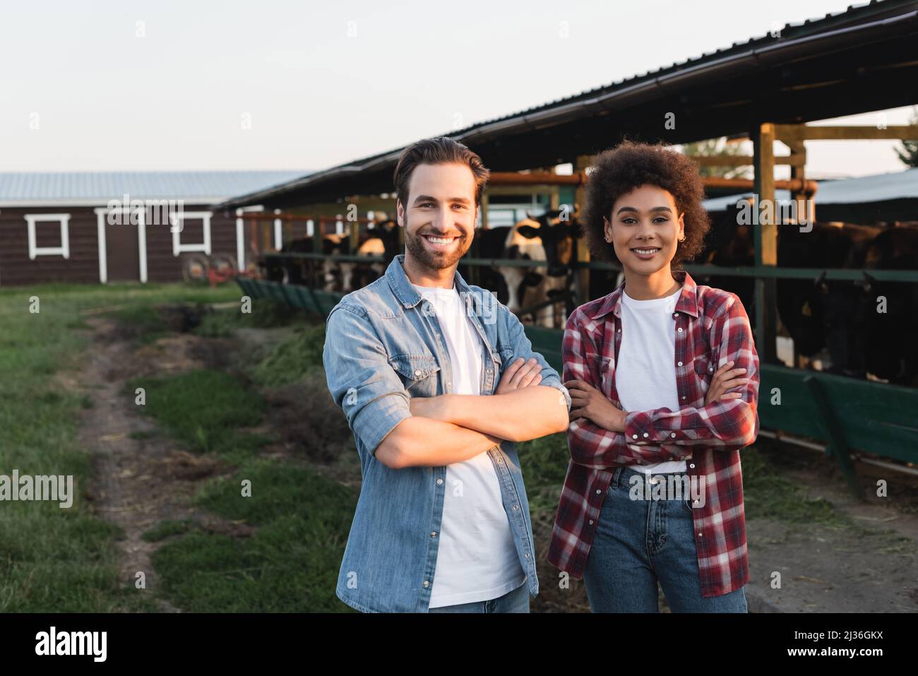 Glückliche multiethnische Bauern stehen mit gekreuzten Armen in der Nähe von verschwommenem Cowhouse Stockfoto