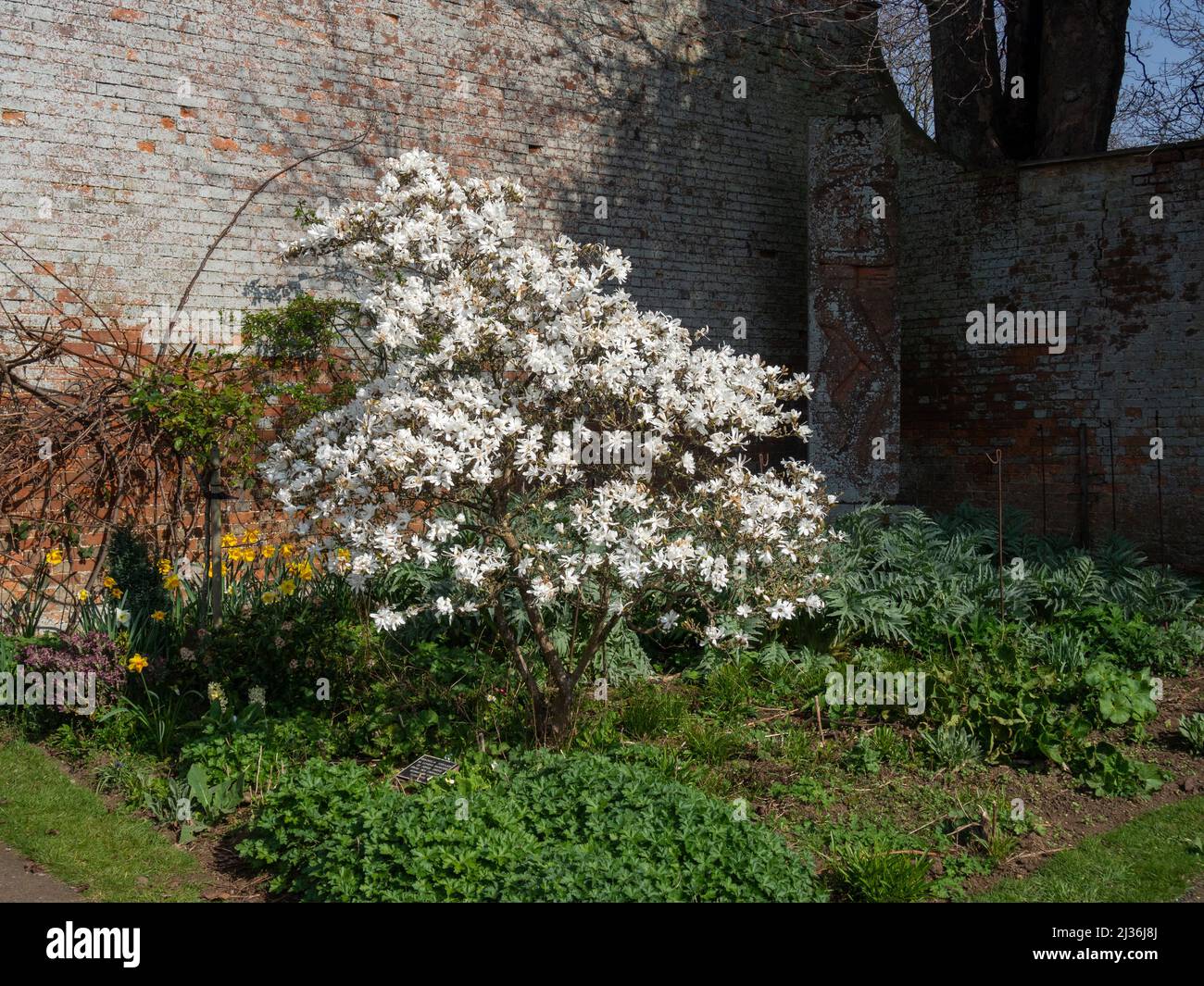 Magnolia Stellata, weiß blühender Strauch im Frühling, Walled Garden, Delapre Abbey, Northampton, Großbritannien Stockfoto