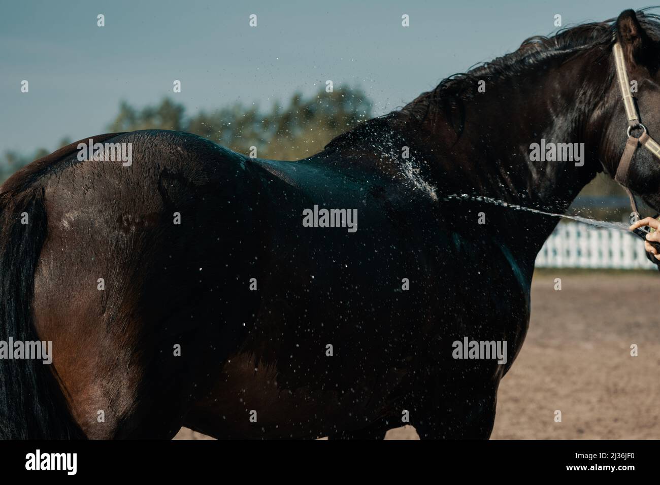Pferd, das im Freien unter Wasser steht. Stockfoto