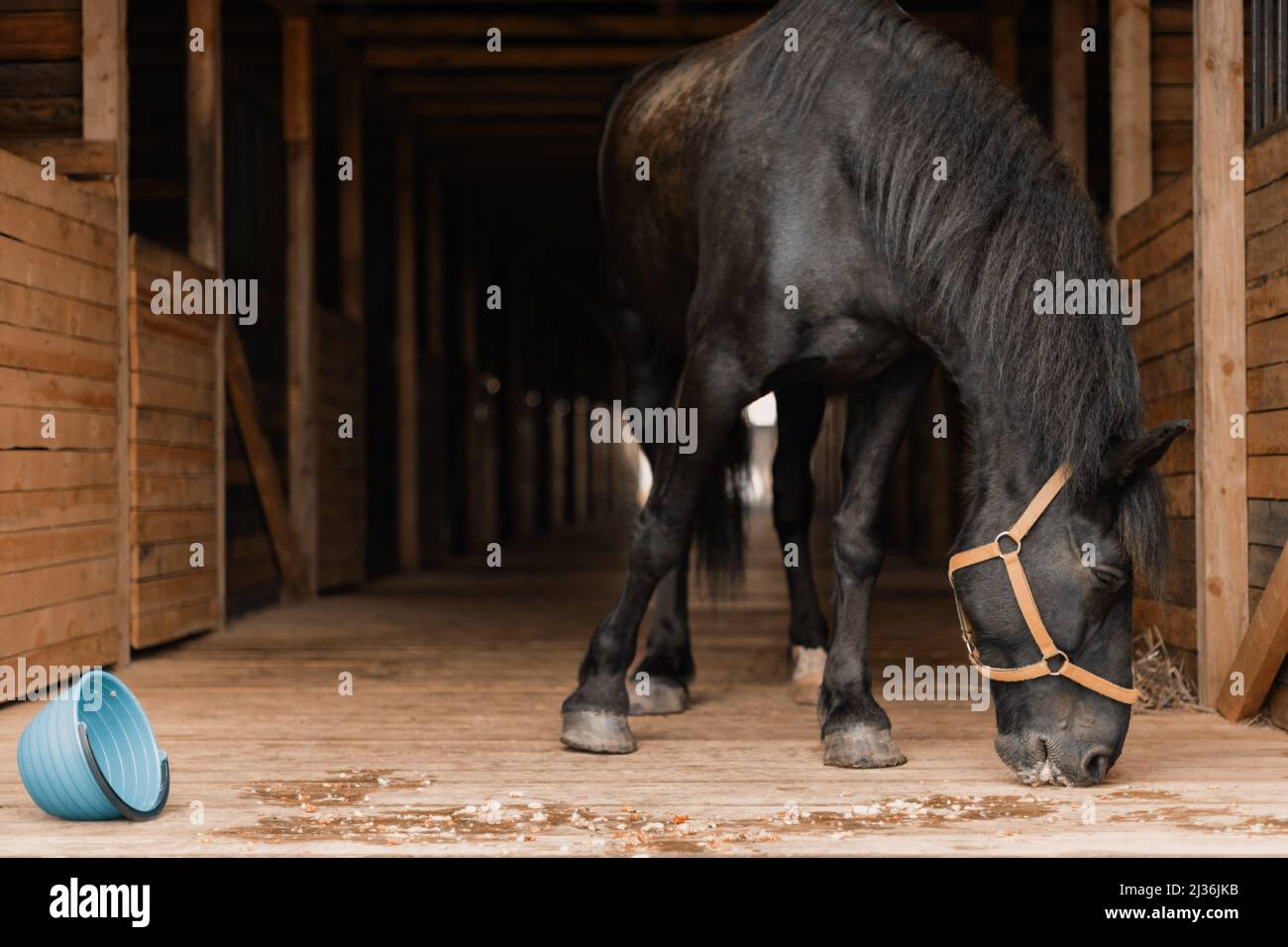 Hungriges Pferd im Stall. Leerer Eimer auf Holzboden. Stockfoto