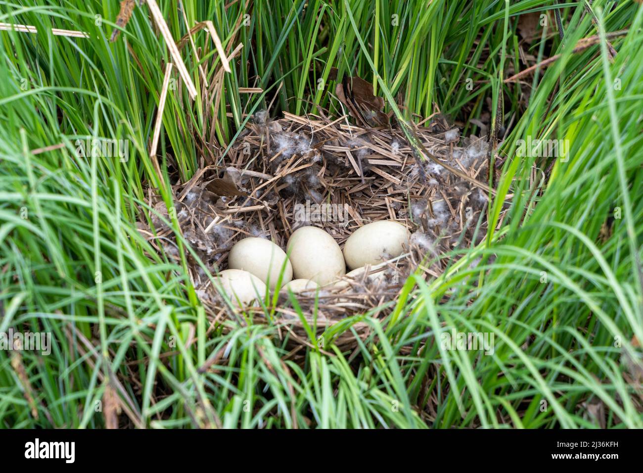 Vögel nisten auf dem Gras mit fünf weißen Eiern im Inneren Stockfoto