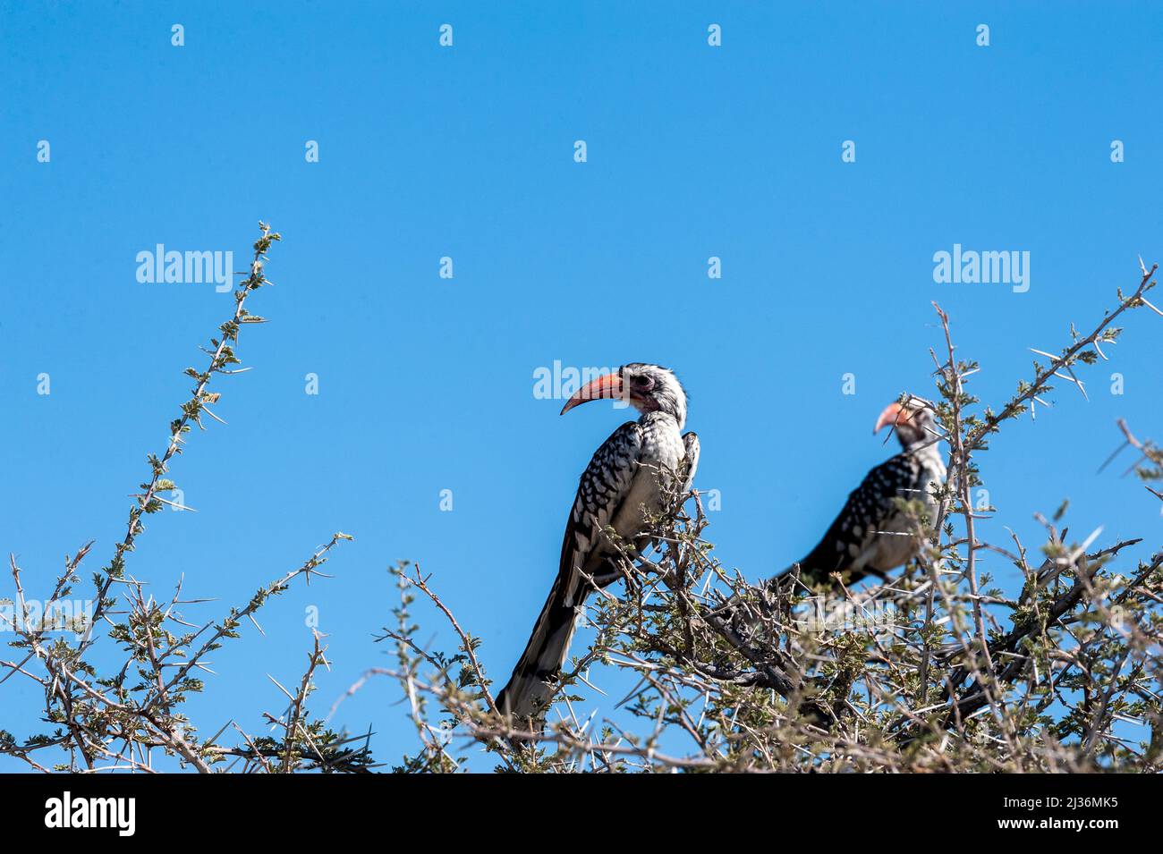 Nahaufnahme der beiden südlichen Red-billed Nashornvögel - Tockus rufirostris - sitzen auf einem Ast eines Baumes im Etosha National Park, Namibia. Stockfoto