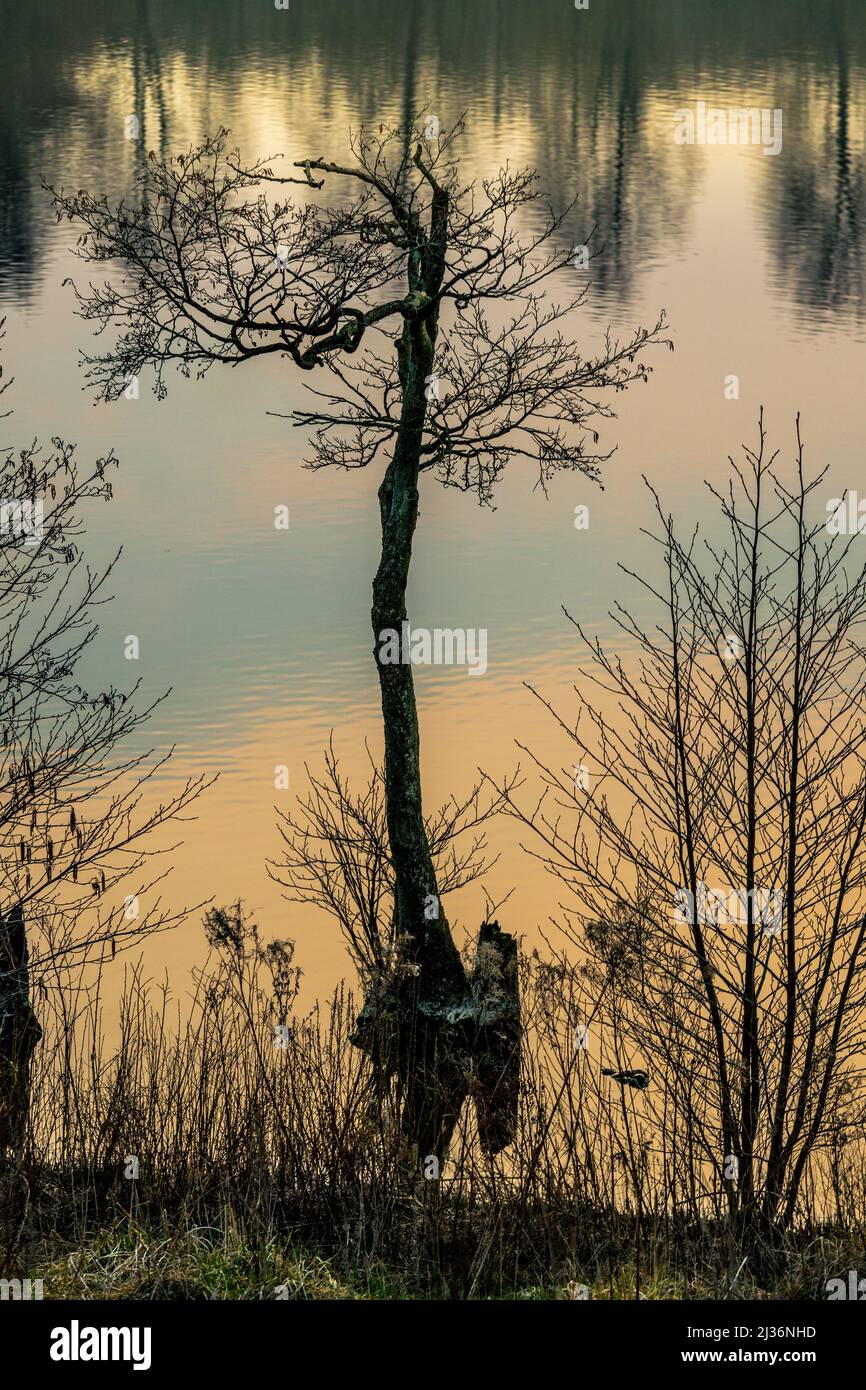 Einsamer Baum in Silhouette inmitten eines Sees, dessen Wasser die Farben des Sonnenuntergangs widerspiegelt. Dänemark, Europa Stockfoto