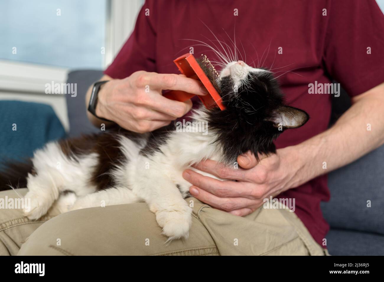 Mann, der seine pelzige schwarz-weiße Katze mit Pinsel putzt Stockfoto