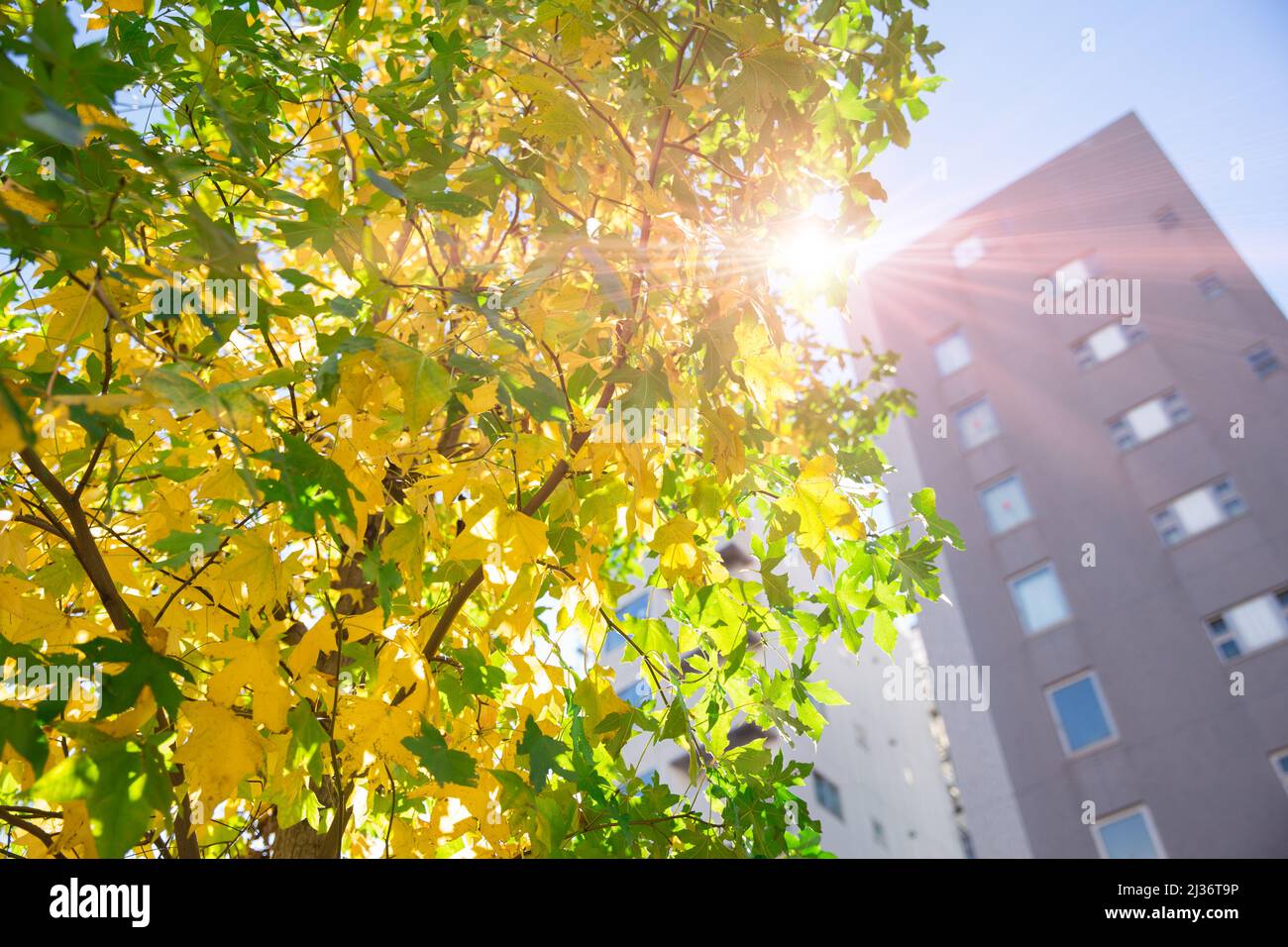 Grüne Öko-Stadt frische saubere Luft Stadt mit Saison ändern Herbstbaum. Stockfoto