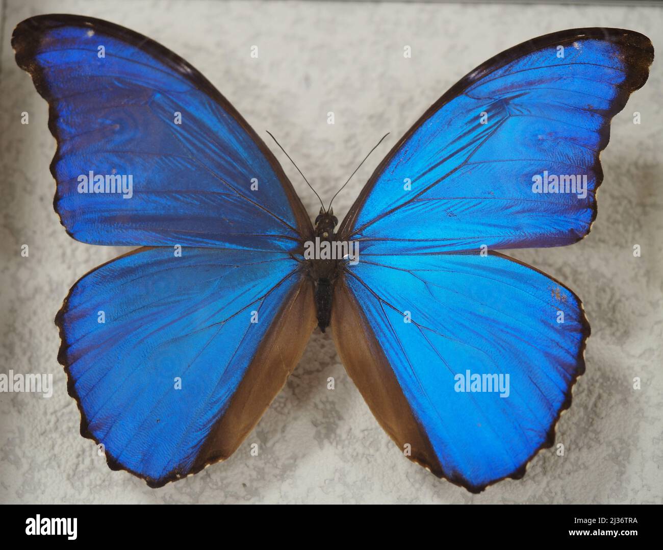 Schmetterling Morpho didius. Schmetterlingsarten der Gattung Morpho Familie Nymphalidae. Der Schmetterling wird in den Regenwäldern von gefunden Stockfoto