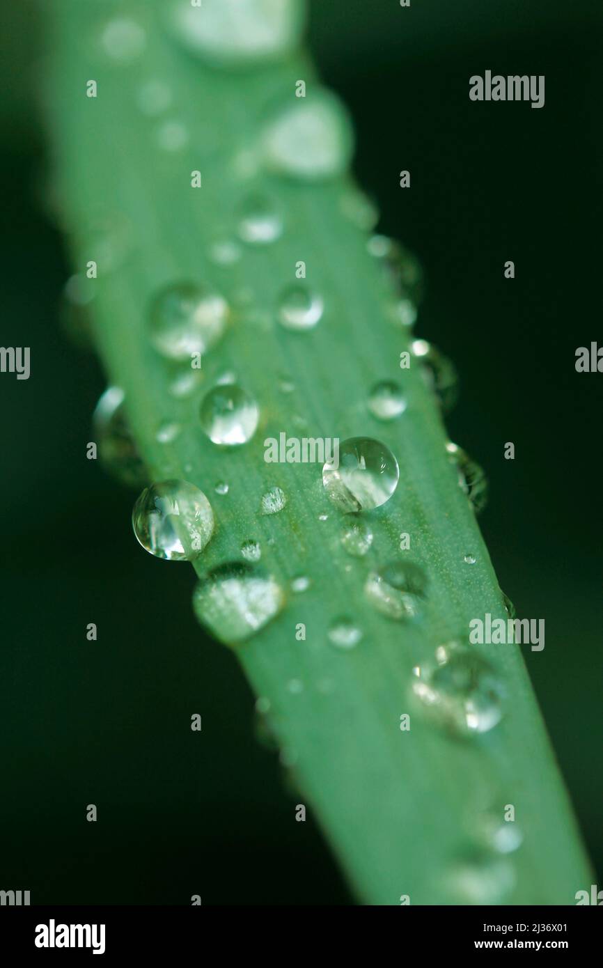 Tröpfchen auf Iris Blatt. Stockfoto
