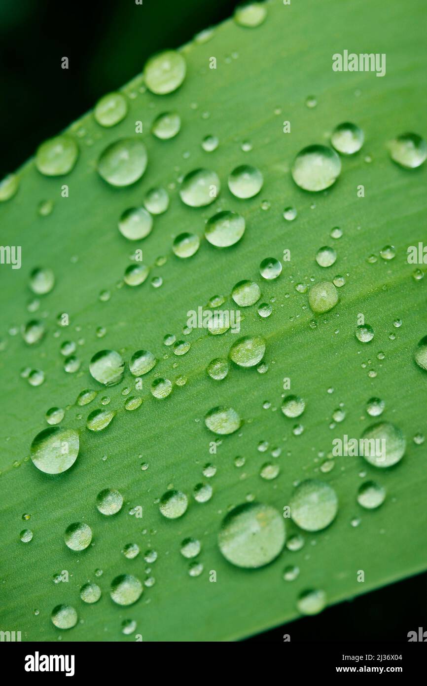 Tröpfchen auf Iris Blatt. Stockfoto