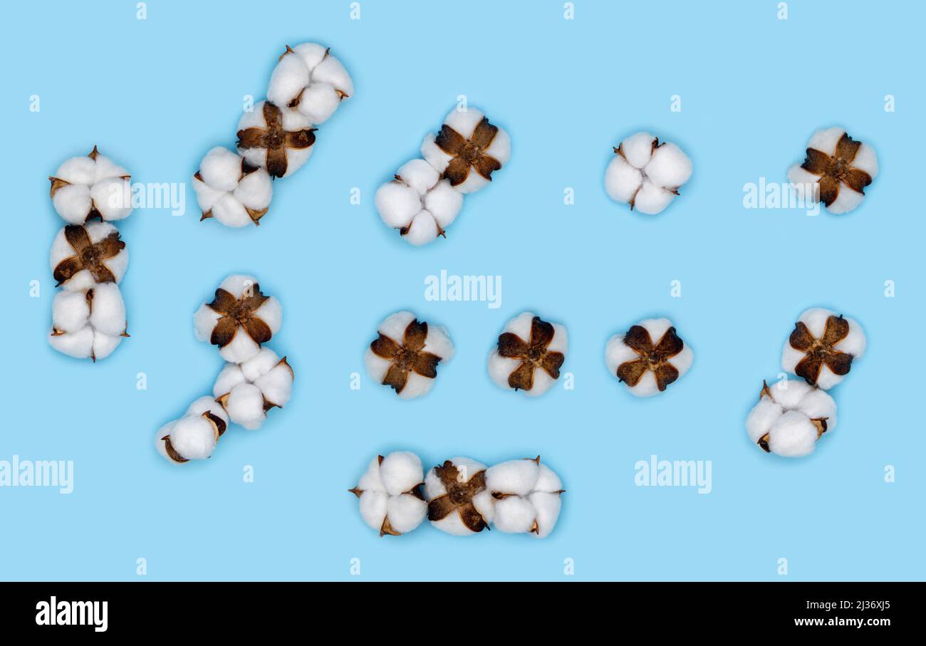 Satz von Satzzeichen aus Baumwollblumen und isoliert auf massivem blauen Hintergrund. Florale Zahlen und Alphabet Konzept. Teil des Sets aus Baumwolle Stockfoto