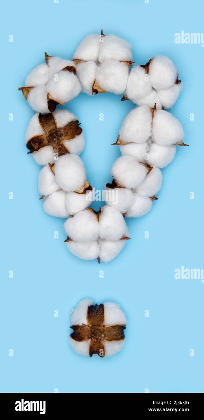 Ausrufezeichen, bestehend aus Baumwollblumen und isoliert auf festem blauem Hintergrund. Florales Alphabet und Zahlenkonzept. Ein Zeichen für das Set aus Baumwolle Stockfoto