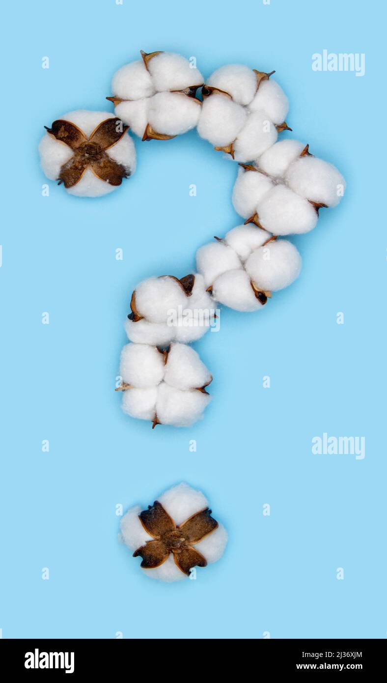 Fragezeichen aus Baumwollblumen und isoliert auf festem blauen Hintergrund. Florale Zahlen und Alphabet Konzept. Ein Symbol der Baumwollschrift Stockfoto