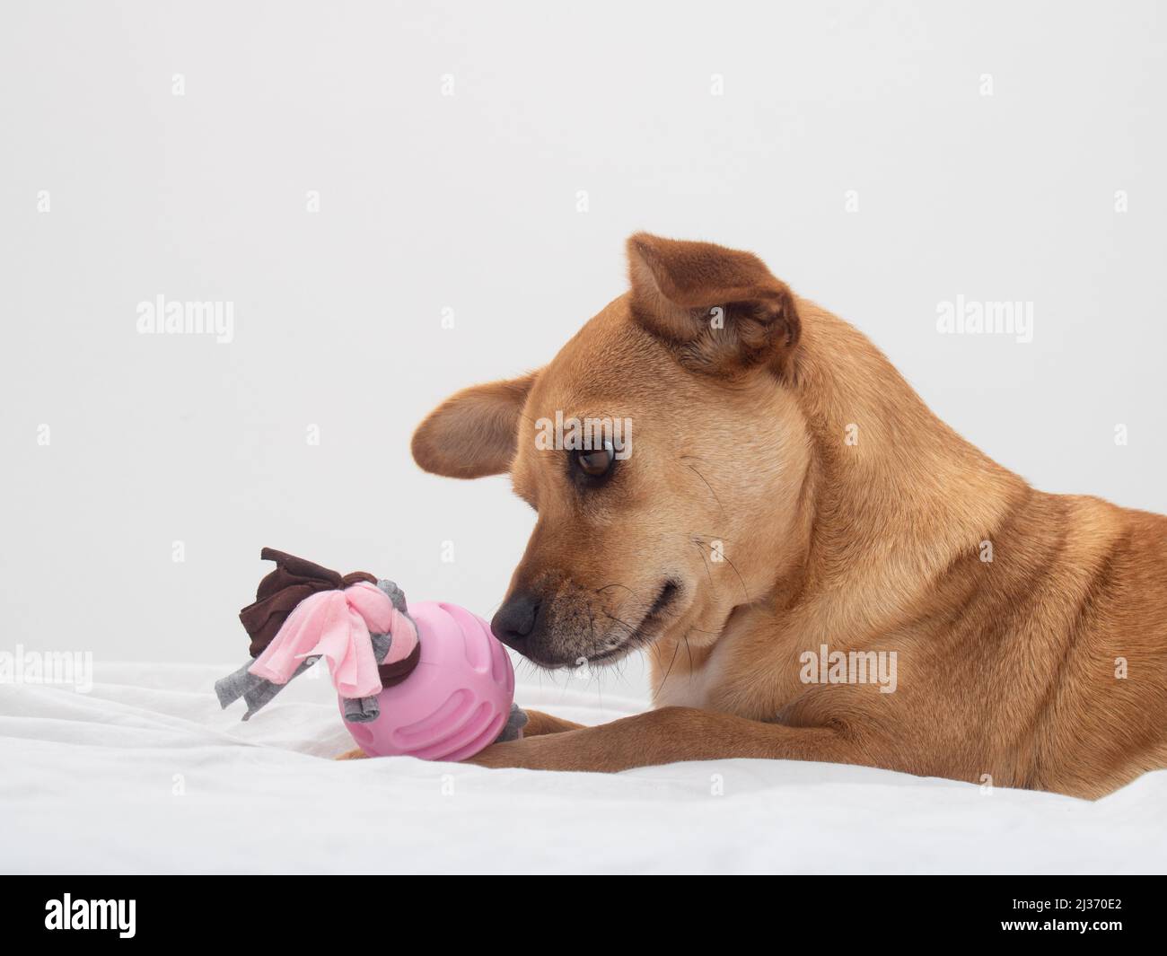 Nahaufnahme einer Mischlingshündin, die auf einem weißen Bett liegt, mit einem süßen Gesichtsausdruck, der ein rosa Kauspielzeug mit einem gebundenen Knoten anschaut und riecht Stockfoto